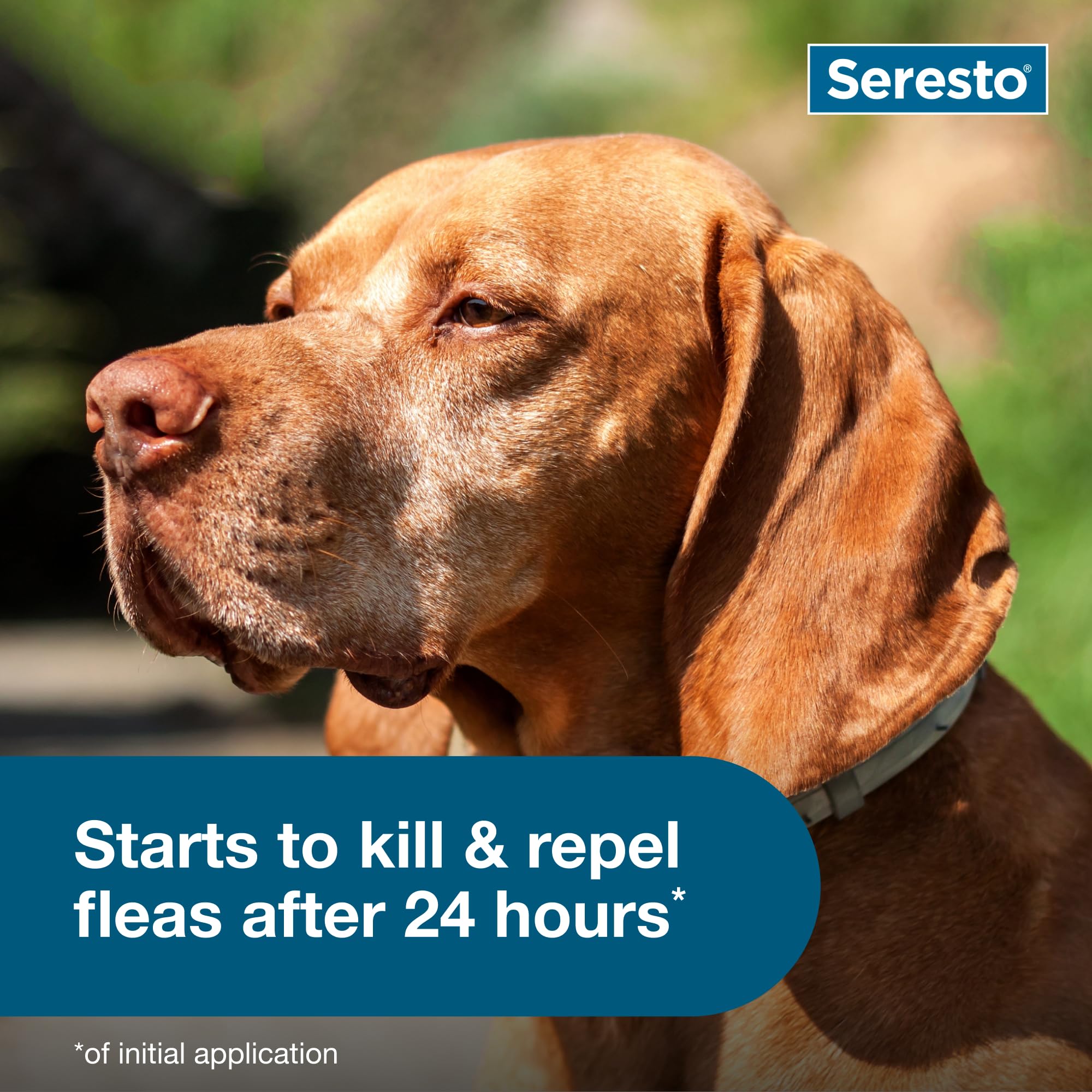 Seresto Flea & Tick Collar For Dogs Over 18 lbs., Treatment & Prevention, Vet-Recommend, 8 Month Protection - Image 7