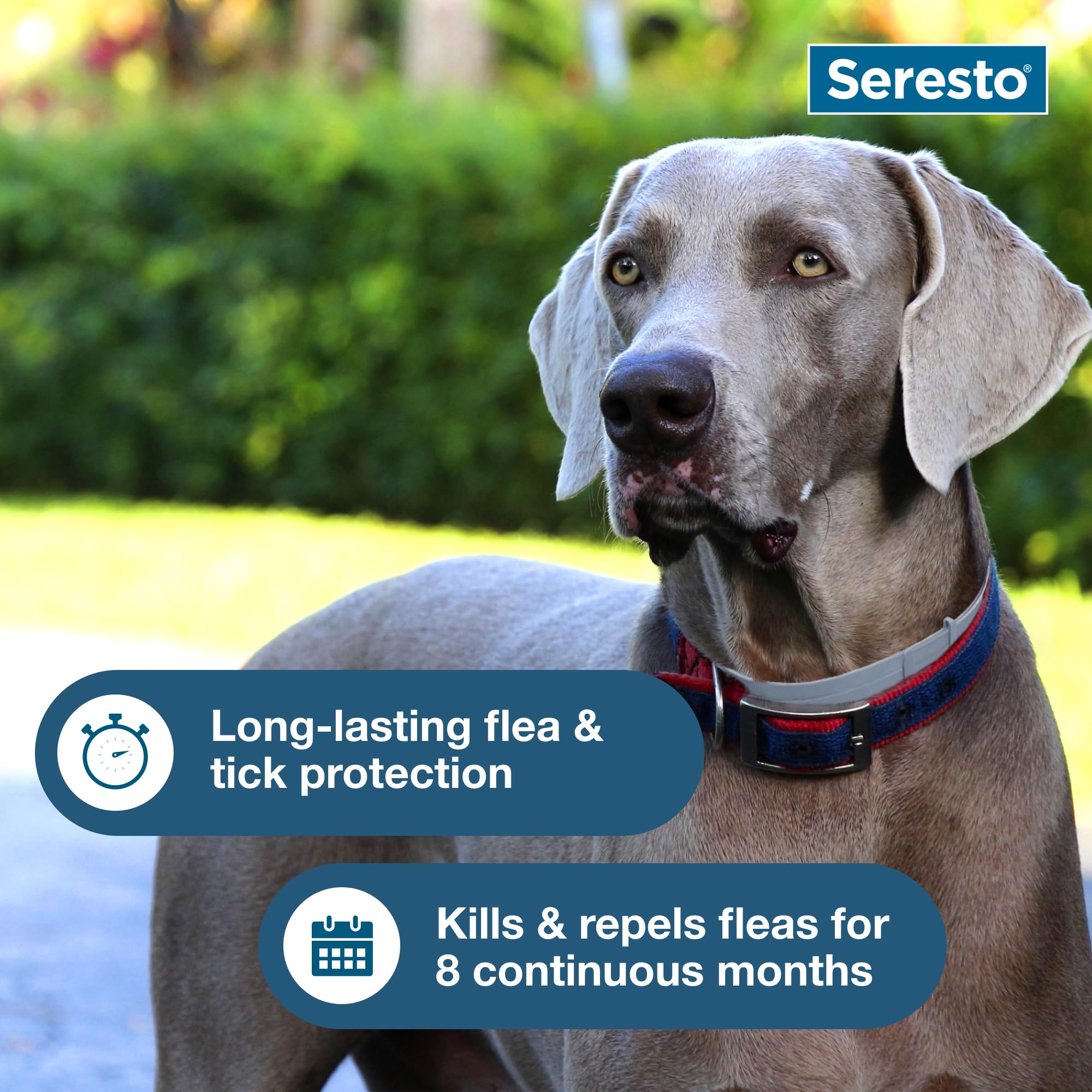 Seresto Flea & Tick Collar For Dogs Over 18 lbs., Treatment & Prevention, Vet-Recommend, 8 Month Protection - Image 6